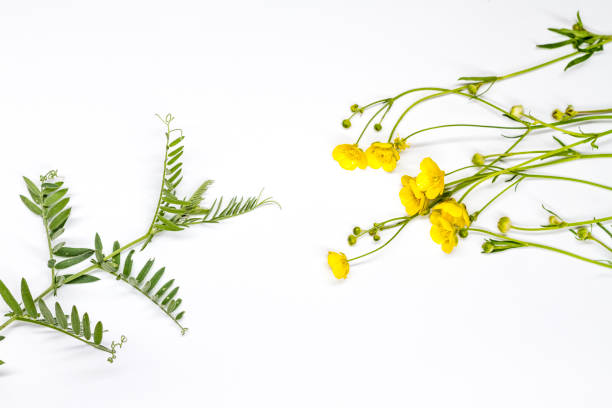 istock yellow flowers and pea sprouts stretch towards each other on a white background 1143340221