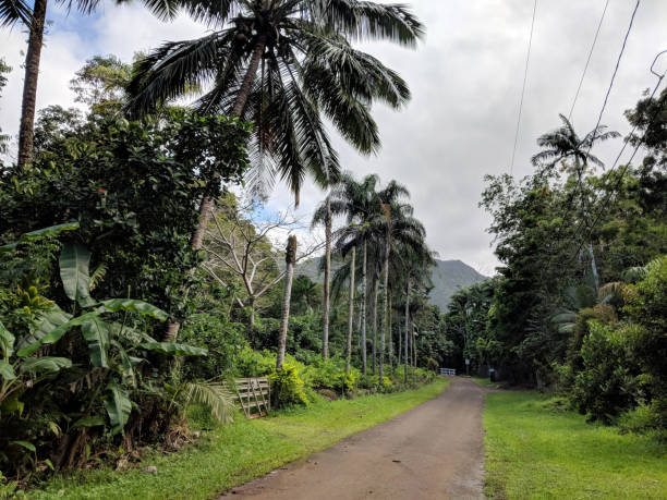 istock Trees line country road 1143340623
