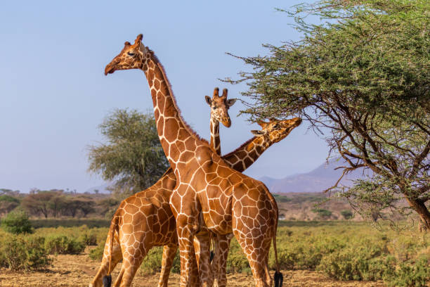 reticulated giraffe necking, or fighting with their necks - reticulated imagens e fotografias de stock