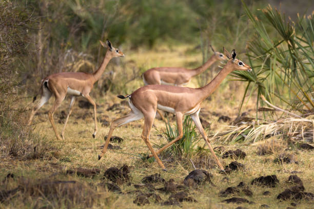 Female Gerenuk running