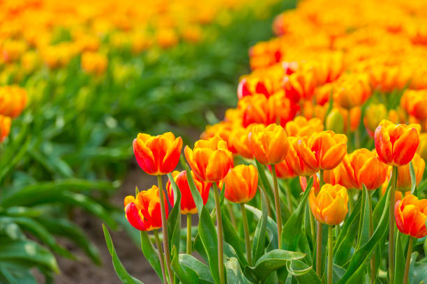 istock Field with flowers below a blue sky in sunlight in spring 1143342136