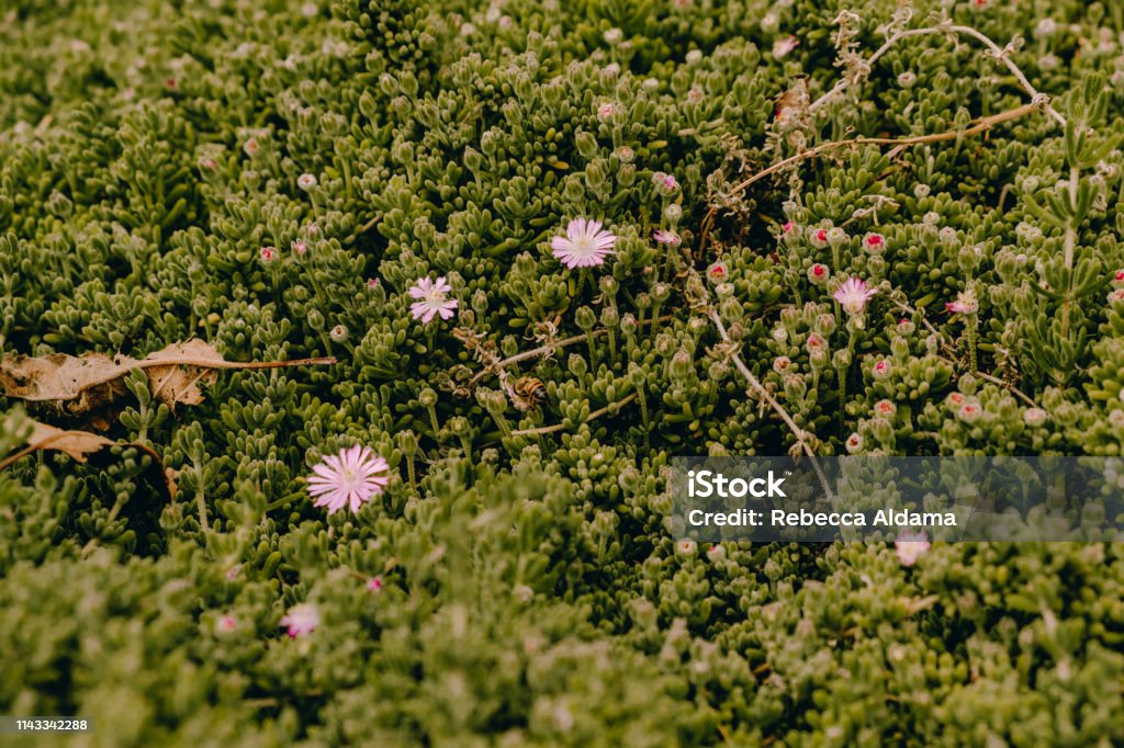 flores - Foto de stock de Agua libre de derechos