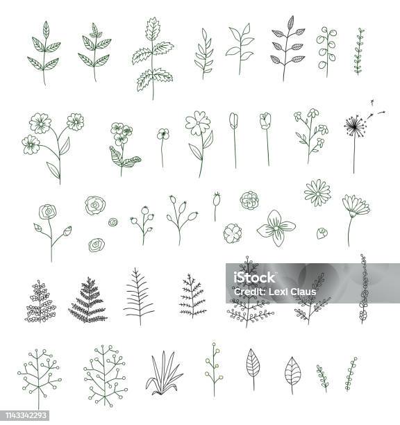Vector Set Of Black And White Flowers Herbs Plants Stock Illustration - Download Image Now