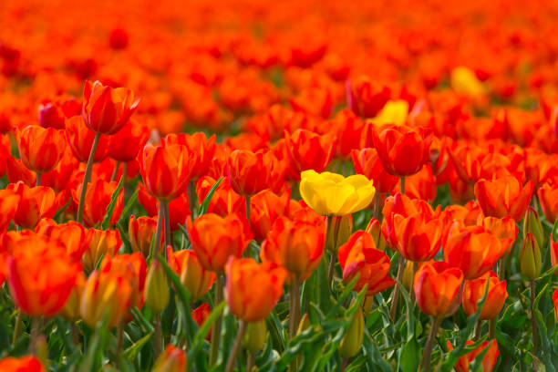 istock Field with flowers below a blue sky in sunlight in spring 1143342381