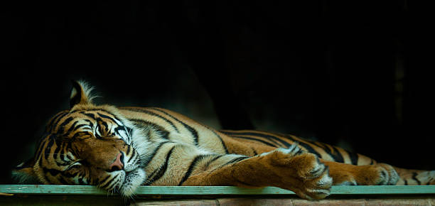 cochilar tigre - tiger zoo animal awe - fotografias e filmes do acervo