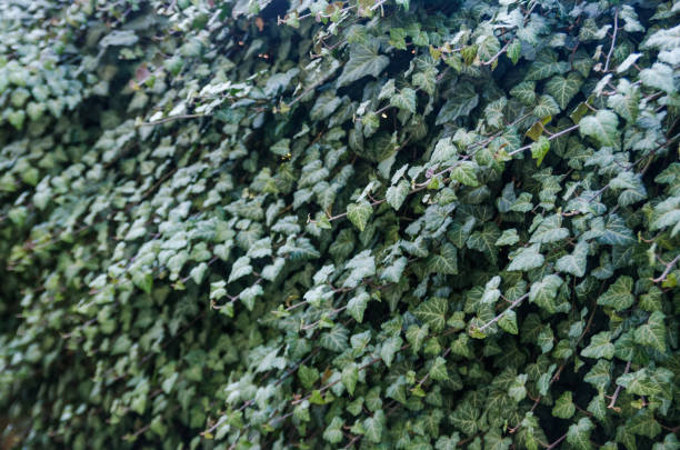 istock lush ivy in the garden 1143343027