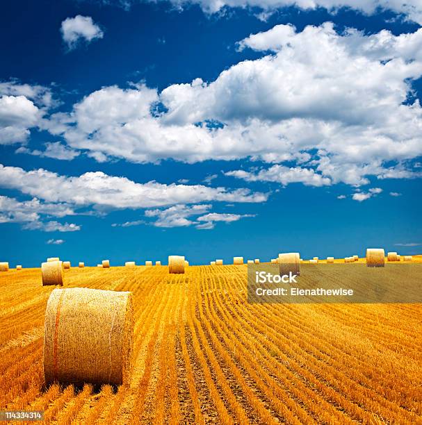 Hay Bales On Field Under Blue Cloudy Sky Stock Photo - Download Image Now - Agricultural Field, Agriculture, Bale
