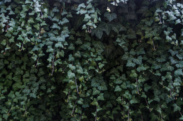 istock lush ivy in the garden 1143343616