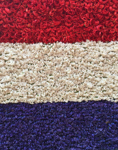 istock Dutch national flag in hyacinth petals 1143343723