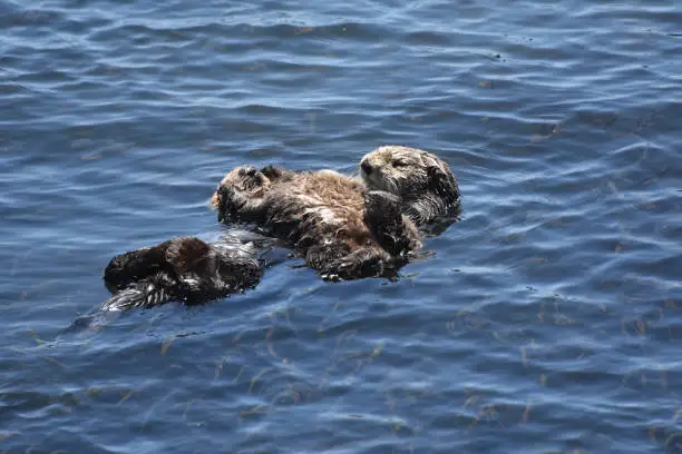Baby sea otter floating on his mother's stomach in Morro Bay California.