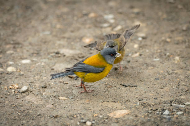View of a couple Patagonian sierra finch (Phrygilus patagonicus) in Patagonia Argentina