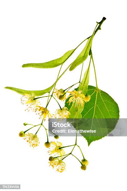 Linden Flor - Fotografias de stock e mais imagens de Amarelo - Amarelo, Botânica - Ciência de plantas, Cabeça de Flor