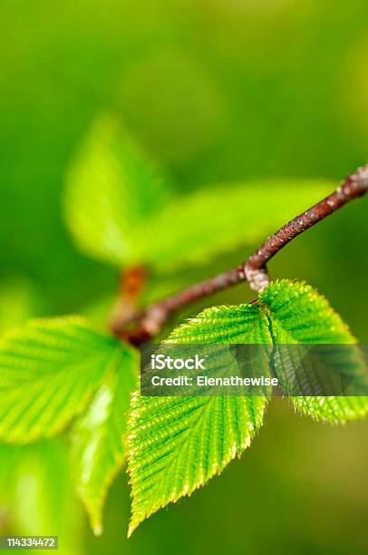 Primavera Verde Folhas - Fotografias de stock e mais imagens de Beleza natural - Beleza natural, Botão - Estágio de flora, Cor verde