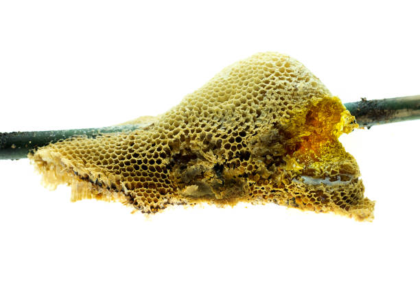 istock Natural wild honeycomb slice on white background 1143348237