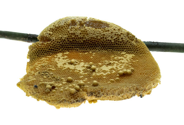 istock Natural wild honeycomb slice on white background 1143348249