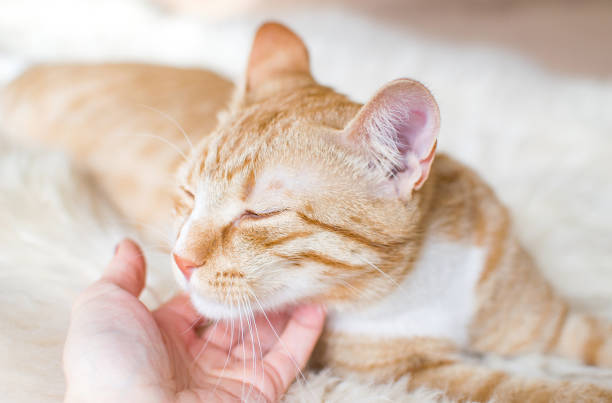 istock Cute little ginger cat laying in soft white blanket 1143349753