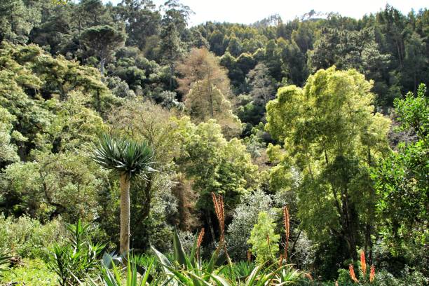 istock Leafy and green gardens in Sintra 1143350046