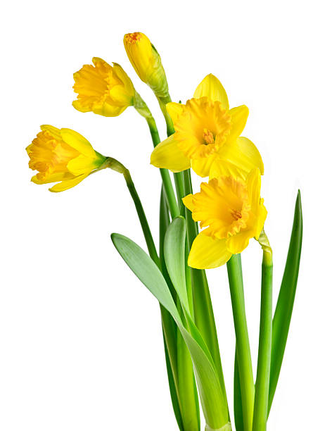 весна желтый желтый - daffodil bouquet isolated on white petal стоковые фото и изображения
