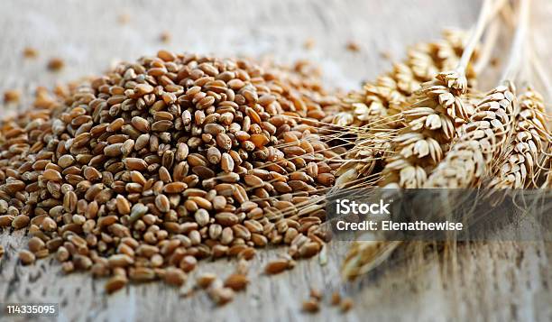 Wheat Grains Next To Whole Wheat Kernels Stock Photo - Download Image Now - Rye - Grain, Triticale, Cereal Plant