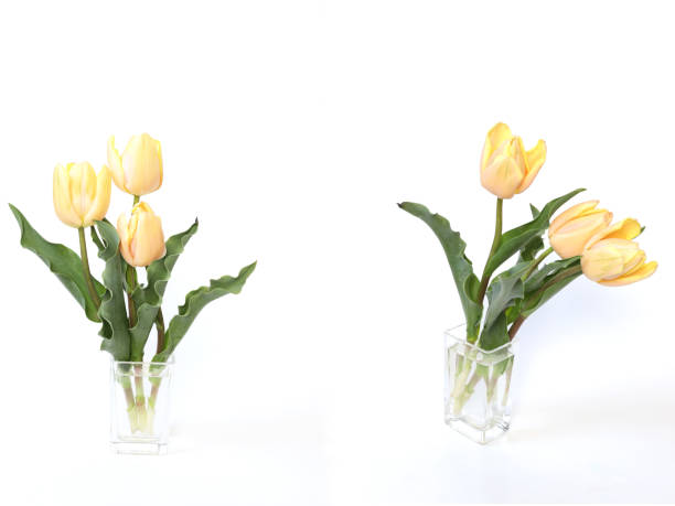 istock tulip in the glass vase 1143353351