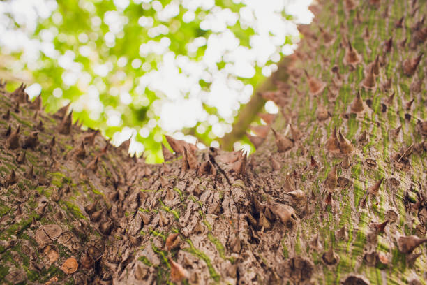 istock Close up shot an exotic Ravenna tree green trunk covered with brown spikes needles pattern, texture summer, tropics background, wallpaper. 1143353446