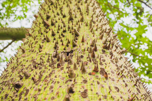istock Close up shot an exotic Ravenna tree green trunk covered with brown spikes needles pattern, texture summer, tropics background, wallpaper. 1143353482
