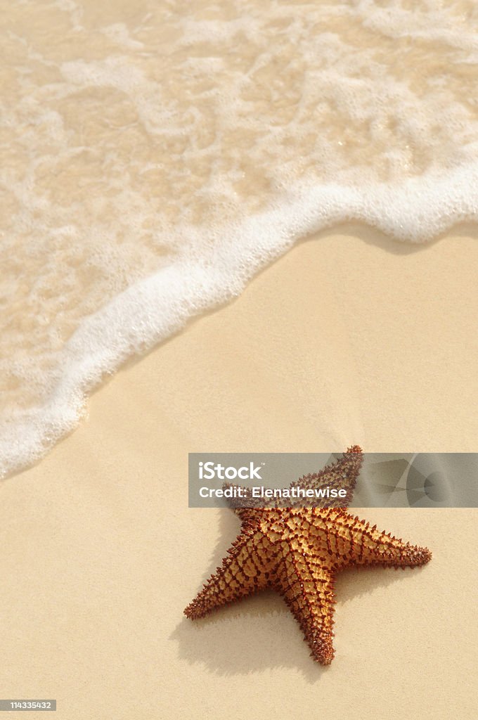 Stella di mare e oceano onda - Foto stock royalty-free di A forma di stella