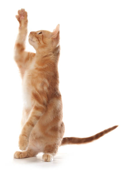 istock Cute little orange tabby kitten, isolated on white background 1143355142