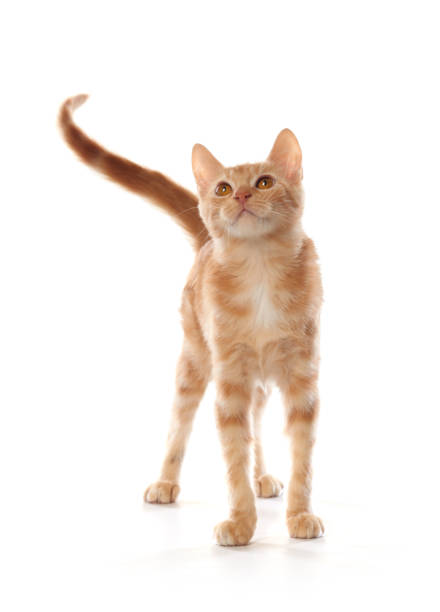 This beautiful active orange Tabby kitten matches his toy. He's just doing what kittens love to do. Play!Click Here to view my other Animal images