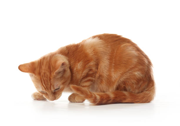 istock Cute little orange tabby kitten, isolated on white background 1143355206