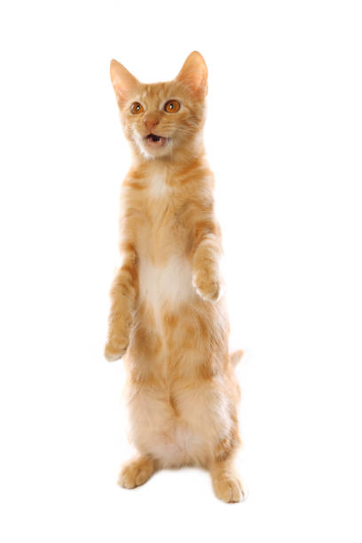 Cute orange red striped kitten on the bed.