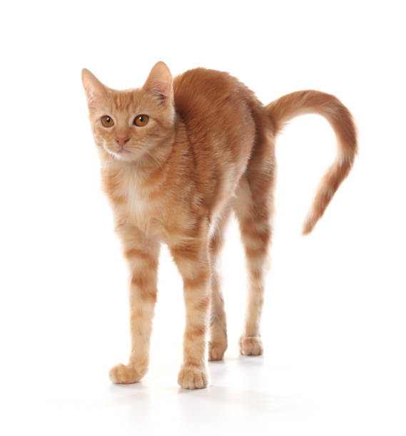 istock Cute little orange tabby kitten, isolated on white background 1143355223