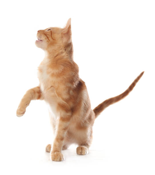istock Cute little orange tabby kitten, isolated on white background 1143355235