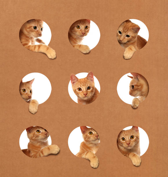 Cute little orange tabby kittens playing in a cardboard box