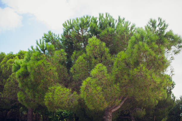istock Summer in a pine forest.Nature in the vicinity. 1143355530