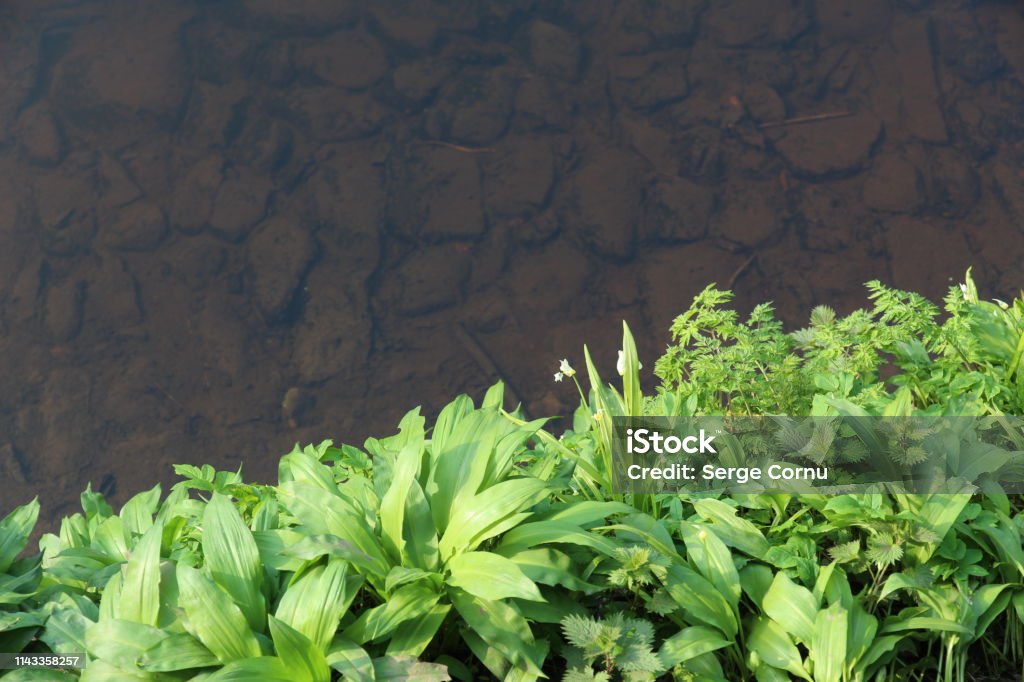 Green Foliage and Shallow Water Green Leaves and Foliage and Stones in Shallow Water of Leith River Agriculture Stock Photo