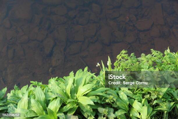 Green Foliage And Shallow Water Stock Photo - Download Image Now - Agriculture, Color Image, Colors