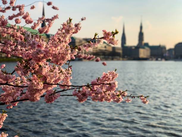 istock Cherry blossom tree and view of Alster river 1143358367