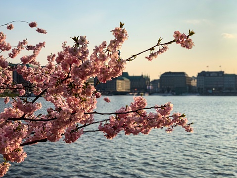 Cherry blossom tree branches closeup and view of Alster river and Hamburg skyline