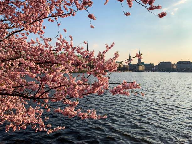 istock Cherry blossom tree branches and Hamburg skyline 1143359060