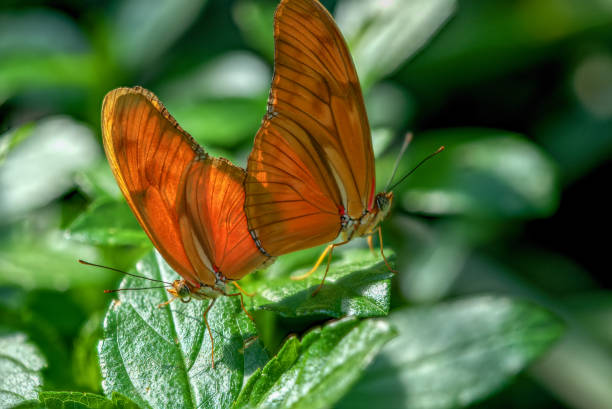 istock Julia Butterflies macro shot 1143359071