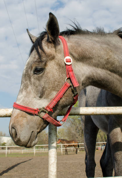 istock Grey horse head. Close up. Side view. 1143359304