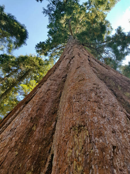 istock Redwood tree in Sequoia National Park 1143359338