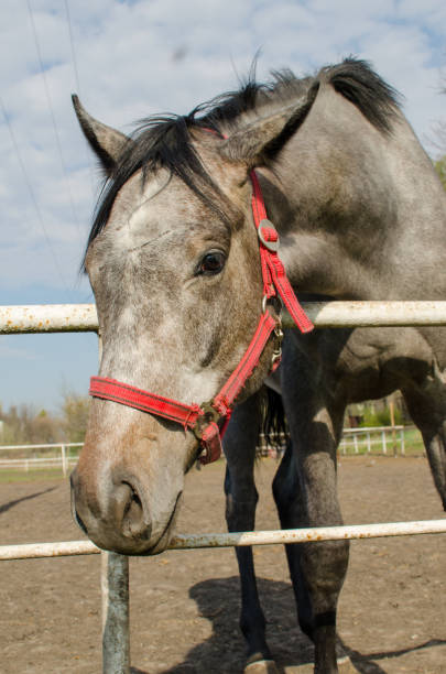istock Grey horse head. Close up. Side view. 1143359475