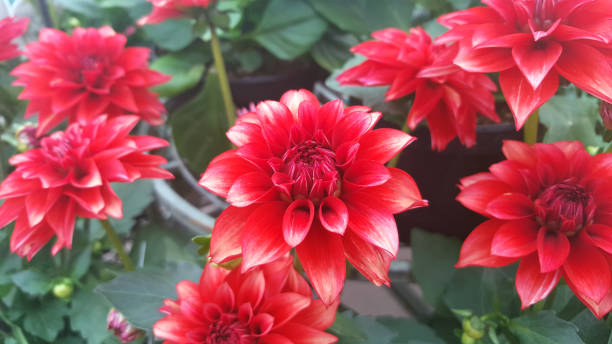 istock Dazzling Red Dahlia Flowers 1143359545