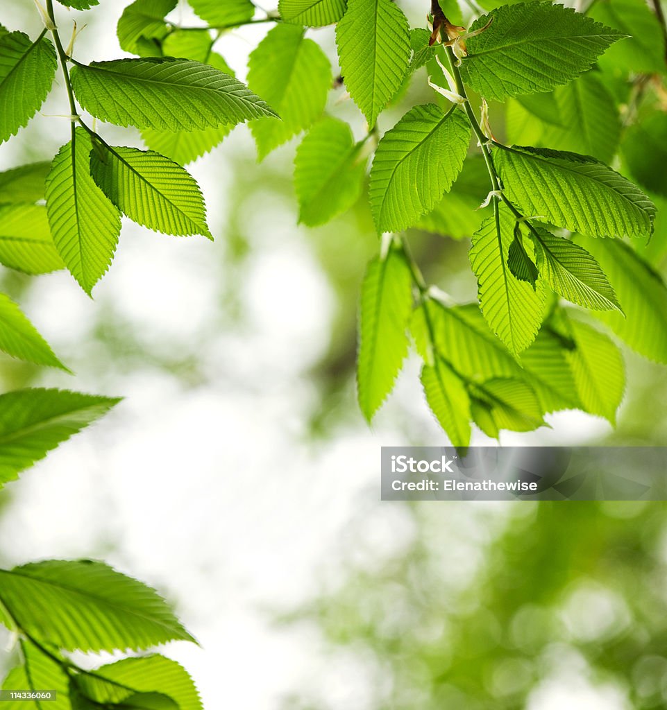 Grüne Frühling lässt - Lizenzfrei Ast - Pflanzenbestandteil Stock-Foto
