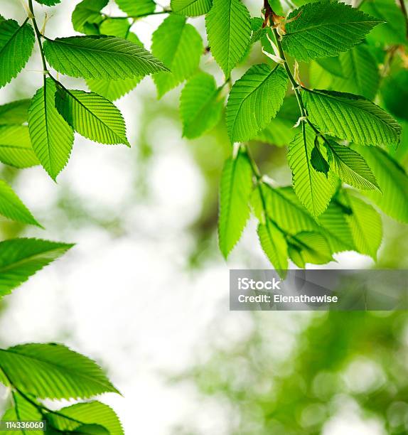 Grüne Frühling Lässt Stockfoto und mehr Bilder von Ast - Pflanzenbestandteil - Ast - Pflanzenbestandteil, Baum, Bildhintergrund