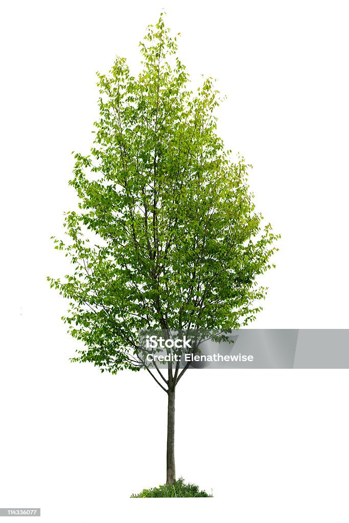 Isolated young tree  Cut Out Stock Photo