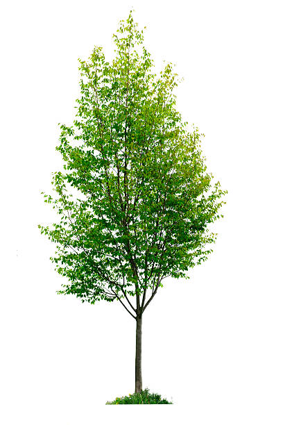 Isolated young tree  dogwood trees stock pictures, royalty-free photos & images