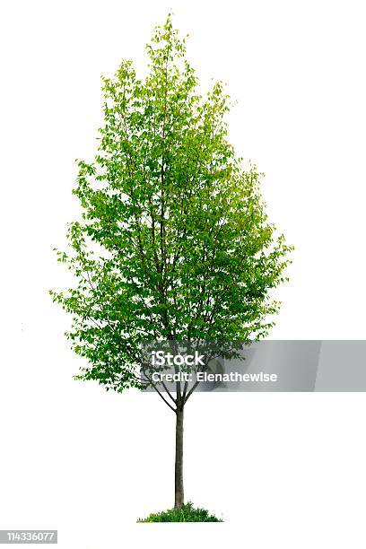 Isolated Young Tree Stock Photo - Download Image Now - Cut Out, Tree, Dogwood